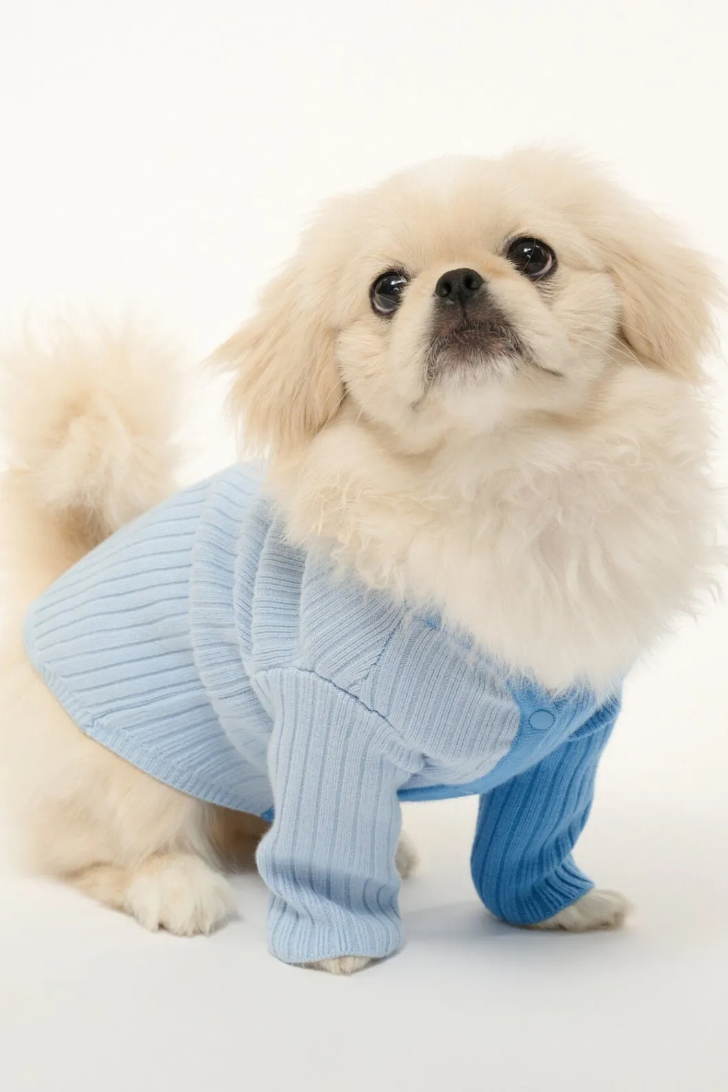 pet_shoko_sweater__periwinkle_multi_3.webp STAUD PET SHOKO SWEATER | PERIWINKLE MULTI< Pet Clothing