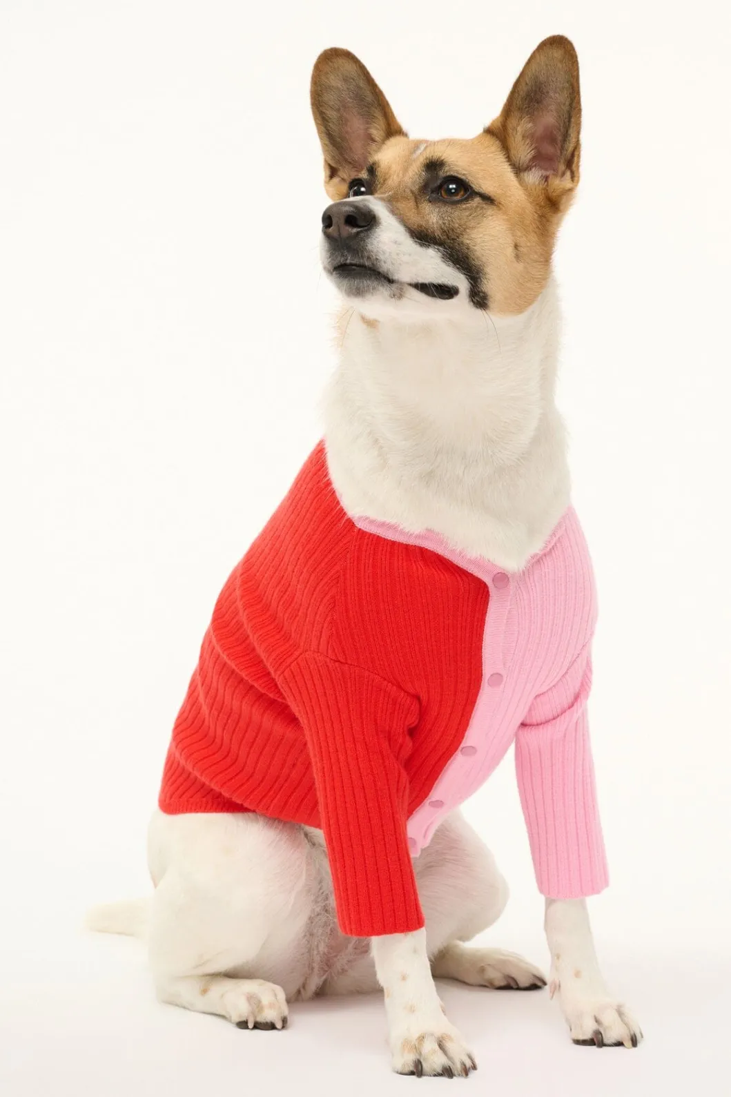 pet_shoko_sweater__poppy_rosebud_2.webp STAUD PET SHOKO SWEATER | POPPY ROSEBUD< Pet Clothing